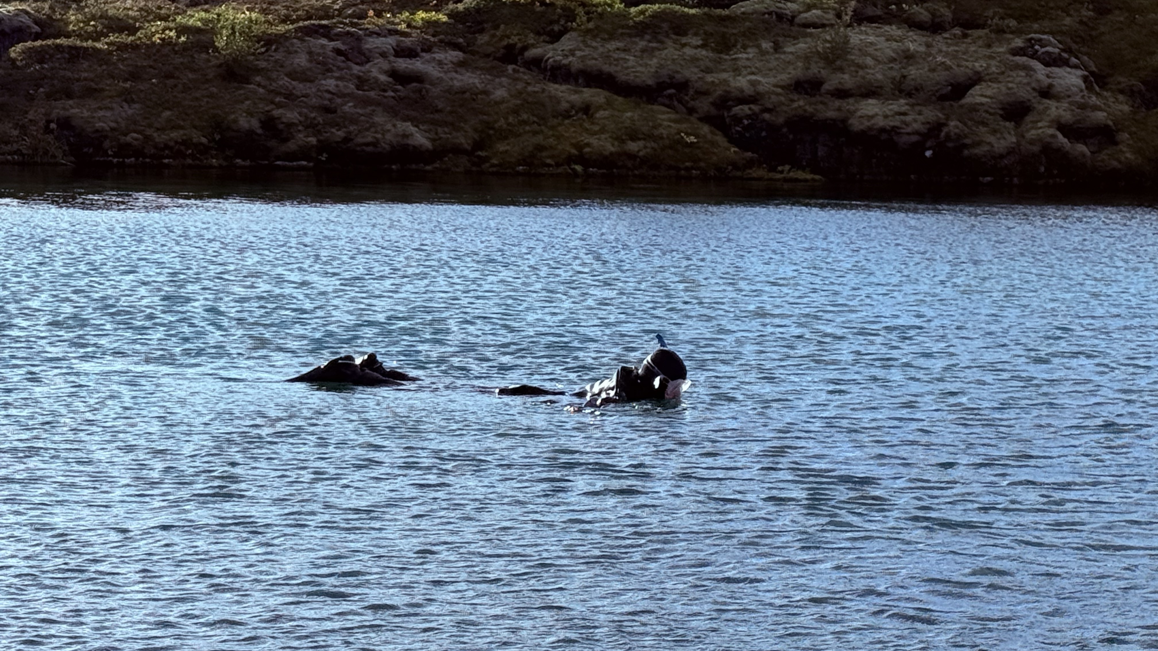 Snorkeler floating in the crystal-clear waters of Silfra fissure