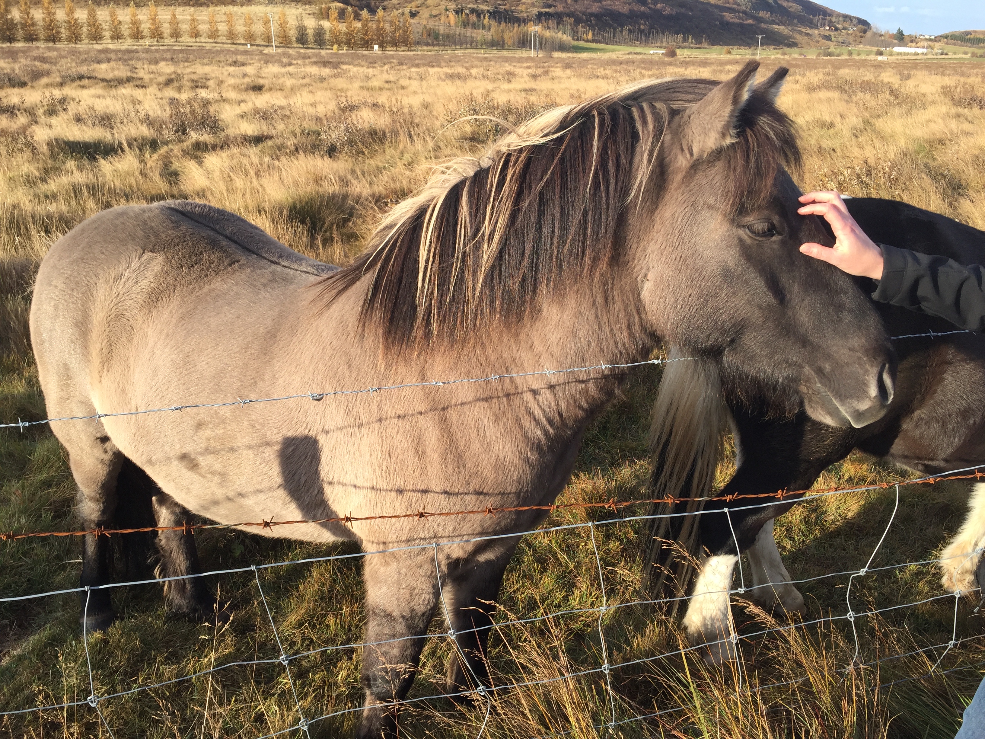 An Icelandic horse &mdash; uniquely smooth-gaited and friendly